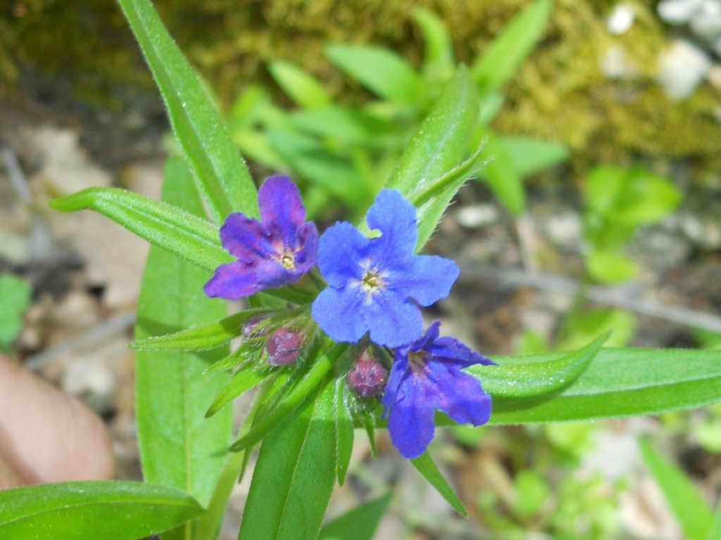 Buglossoides purpurocaerulea